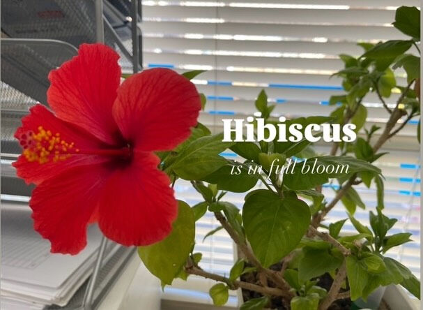 ビヨンドからのお知らせ🌺