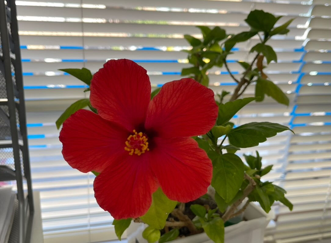ビヨンドからのお知らせ🌺