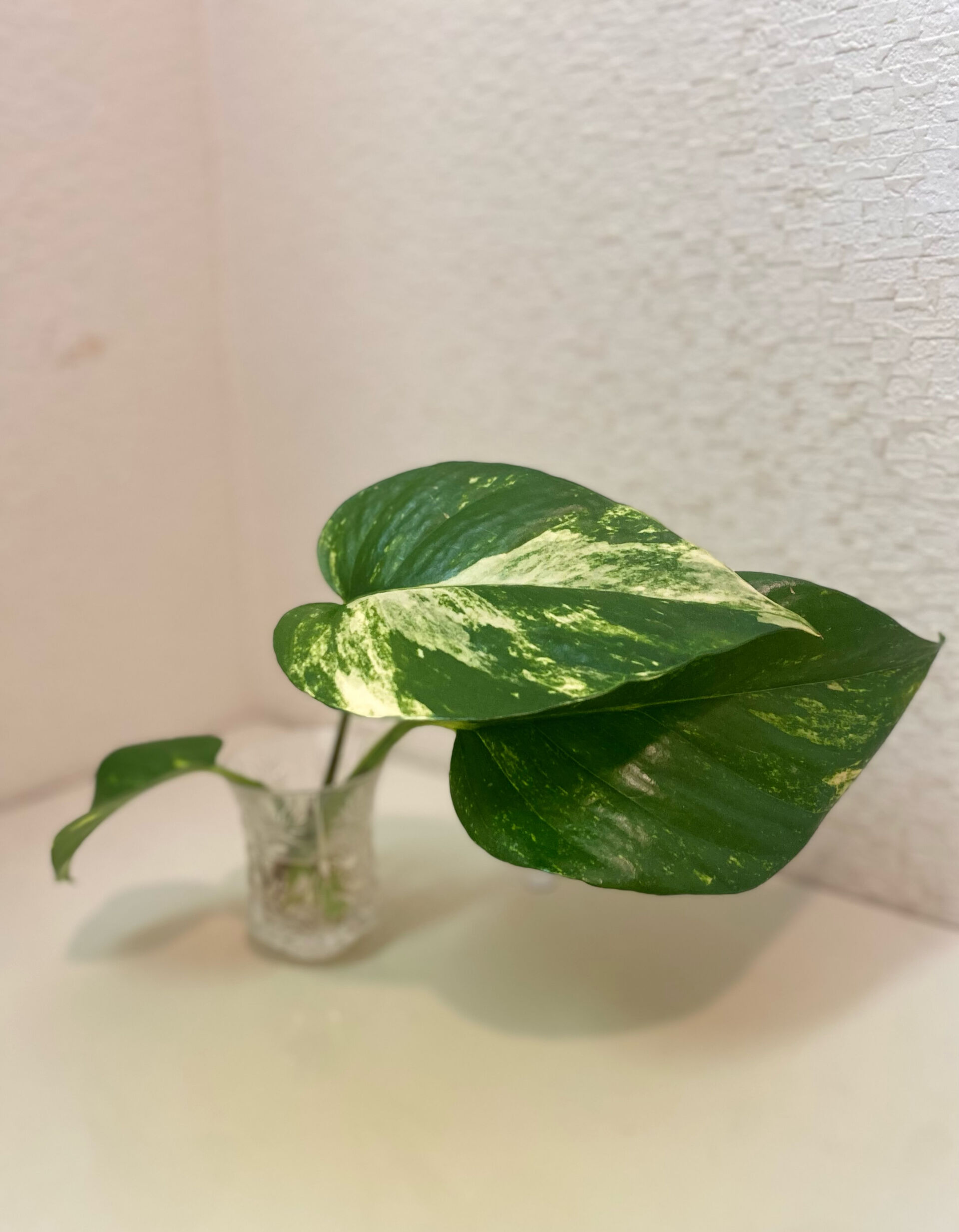 🌿🌳🪴